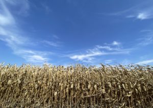 Harvest season with golden brown cornfield and a blue sky and wispy clouds overhead